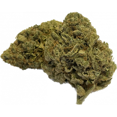 Amnésia haze cbd hydroponie