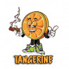 TANGERINE cbd 20%