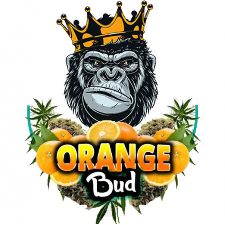 Orange bud cbd 10%
