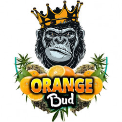 Orange bud cbd 10%