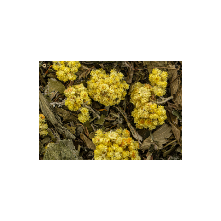 hépatique mélange d'herbes pour la fonction hépatique.