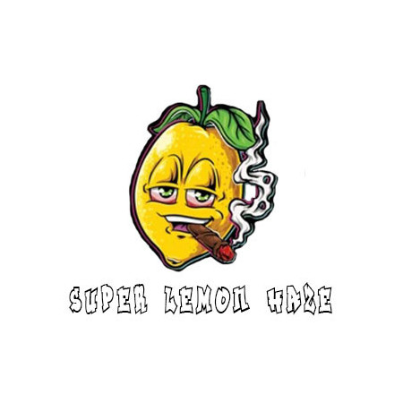 Super lemon haze cbd hydroponie
